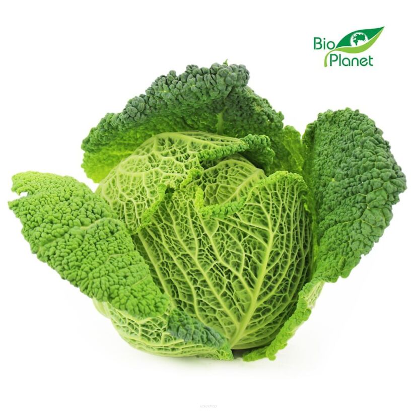 KAPUSTA WŁOSKA ŚWIEŻA BIO (około 0,60 kg)